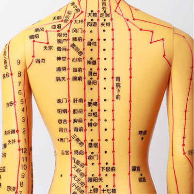 안전과 효율을 위한 약 5kg 침술 인체 모형