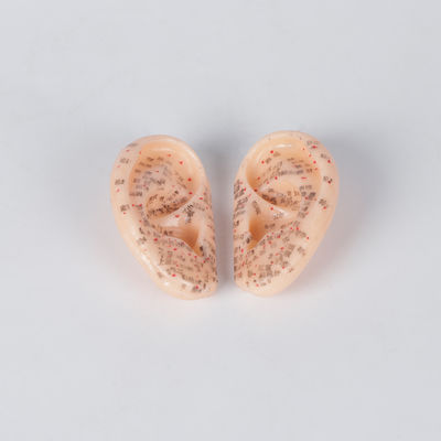 악취 없는 쌍 ODM에 있는 9cm 의학 귀 침술 모형 중국인
