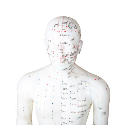 50cm 포인트 남성 침술 모델 인체 GMP 인증서