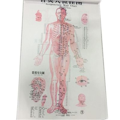 영어 침술 벽 도표 세트 인간 침술 도표 당 7PCS