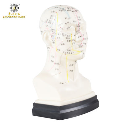 품질  Eco Friendly 20cm Head Acupuncture Body Model Without Effusion Liquid 공장
