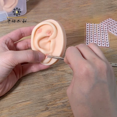 3년 만료일로 천연 외향 귀만 있는 바카리아 씨앗