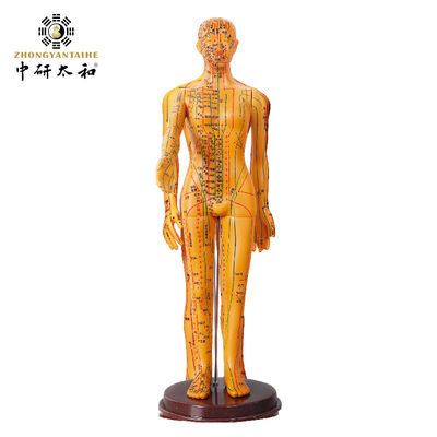 유연 한 중국 의학 의학 교육 에 대한 침술 모델