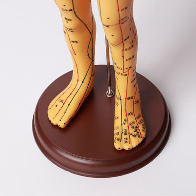 현실적인 침술 모델 침술 바늘에 대한 상세한 신체 안전