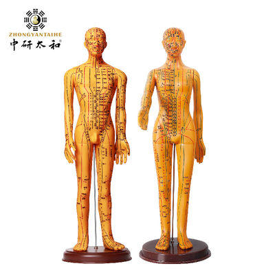 안전과 효율을 위한 약 5kg 침술 인체 모형