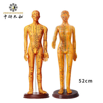유연 한 중국 의학 의학 교육 에 대한 침술 모델