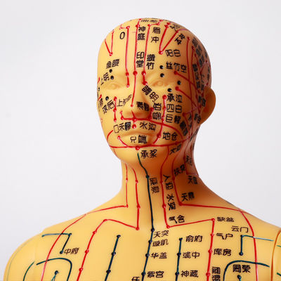 경락도 포함 침구 모형 약 5kg 다양한 기법에 활용 가능