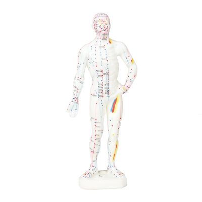 현실적인 외모 침술 모델 인간 몸의 상세하고 생생한 표현 약 5kg 무게