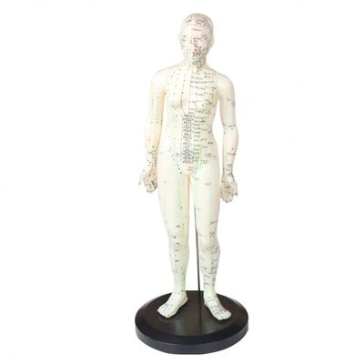 휴대용 침술체 모델 가볍고 운송하기 쉬운 포함 된 부품 침술 바늘 중국 의학 장치
