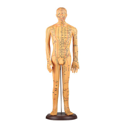 경락도 포함 침구 모형 약 5kg 다양한 기법에 활용 가능